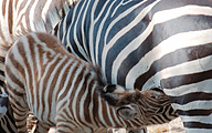 Grants zebra (Equus quagga boehmi)